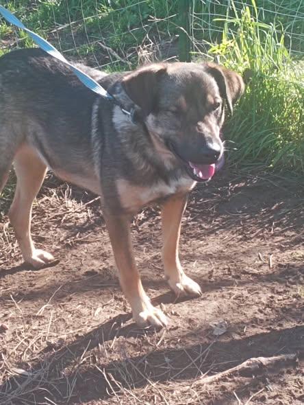 Igor cagnetto sfortunato ma buonissimo Foto 5